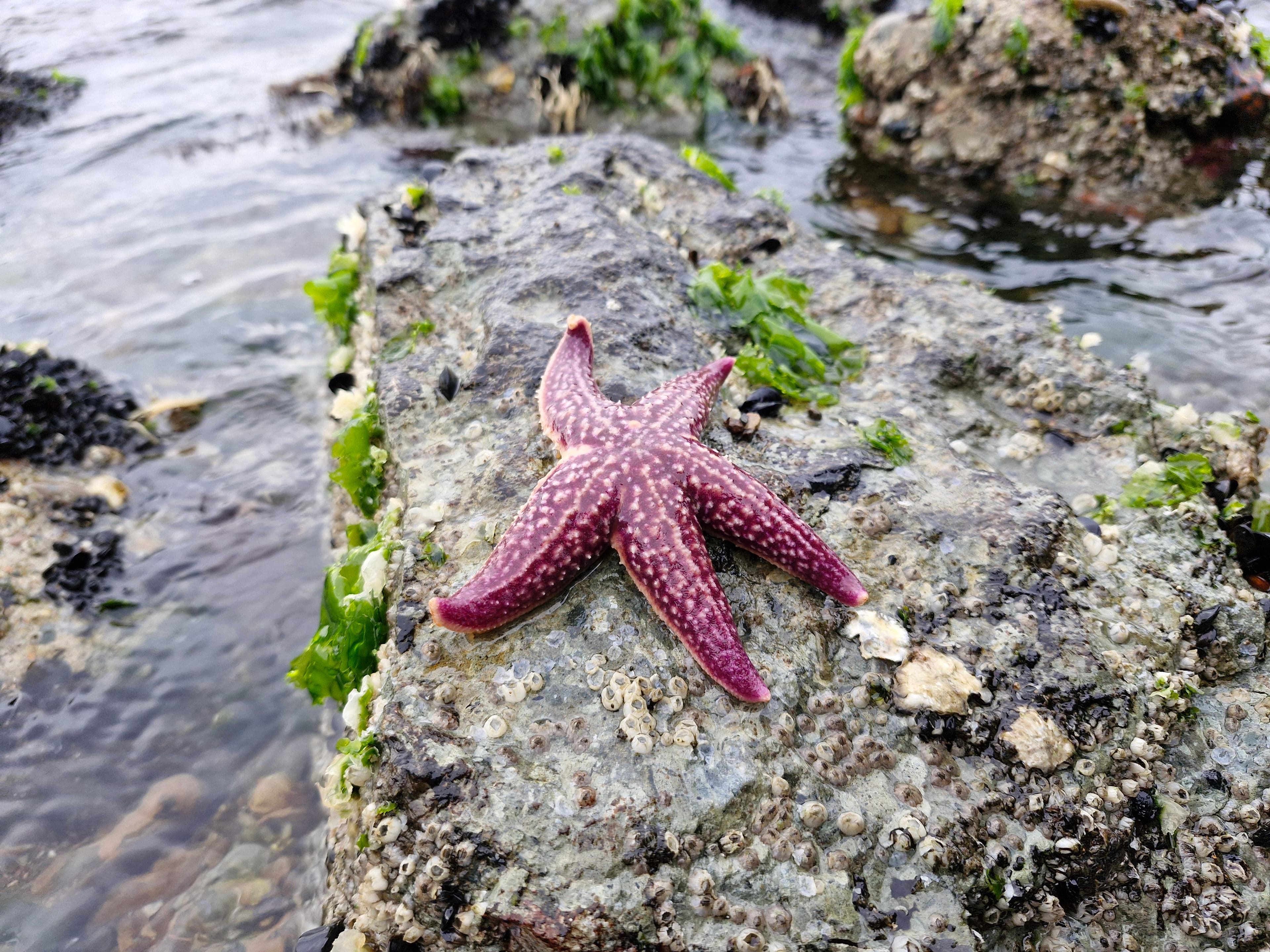 Фото объявления 5